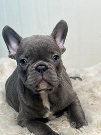 Bulldog francese