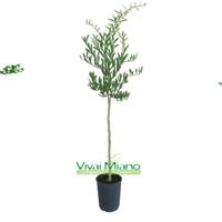 Pianta di Finger Lime - Scegli la varietà 🌱