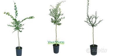 Pianta di Finger Lime - Scegli la varietà 🌱