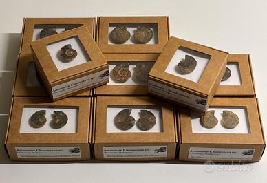 Ammonite fossile - Madagascar