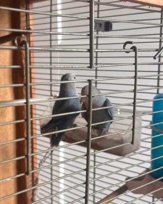 Inseparabili