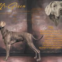 Weimaraner maschio disponibile per monta