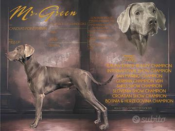Weimaraner maschio disponibile per monta
