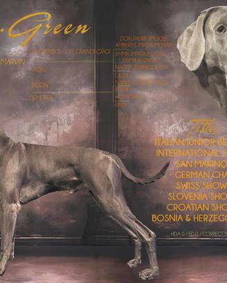 Weimaraner maschio disponibile per monta