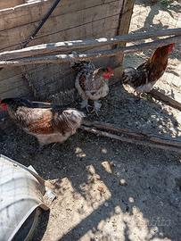 Galli australorp