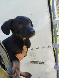 Cuccioli incrocio
