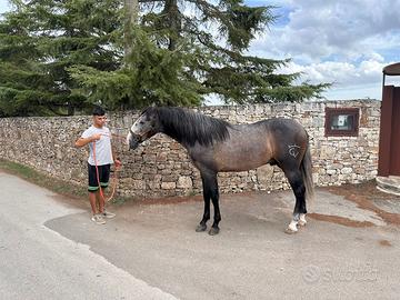 Cavallo spagnolo