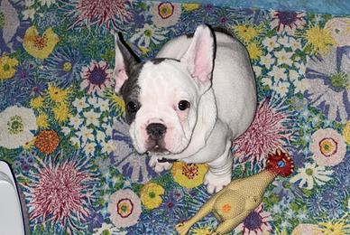 Bulldog francese