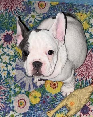 Bulldog francese