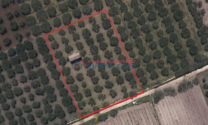 PIETRETAGLIATE - Terreno agricolo di 4.000 mq ca