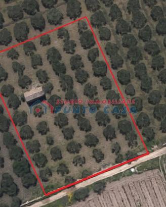 PIETRETAGLIATE - Terreno agricolo di 4.000 mq ca