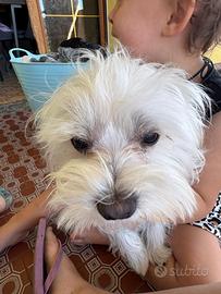 Maltese toy
