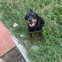 Cucciola de Rottweiler