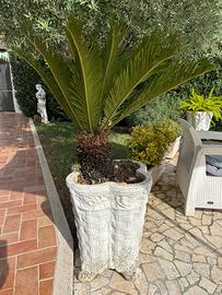 Vaso cemento con cycas