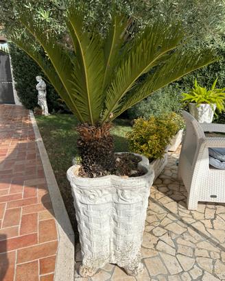 Vaso cemento con cycas
