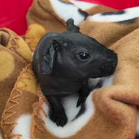 Cavia skinny senza pelo