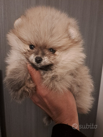 Cuccioli di spitz pomeriana miniature