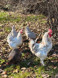 Galline Marans splash