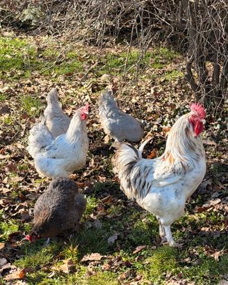 Galline Marans splash