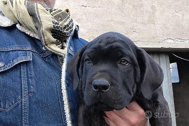 Cuccioli cane corso