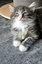 cucciolo silver con pedigree