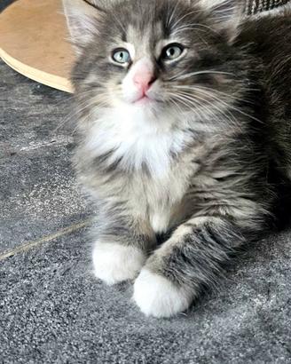 cucciolo silver con pedigree