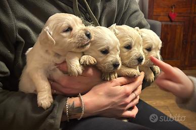 Cuccioli Golden retriever