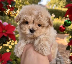 Maltipoo