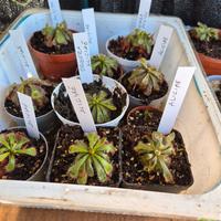 drosera