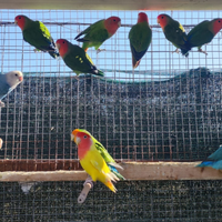 Allevamento di roseicollis