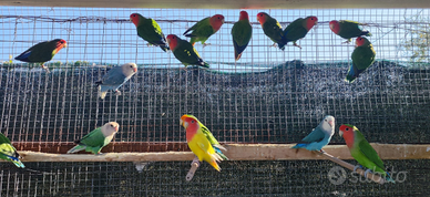 Allevamento di roseicollis