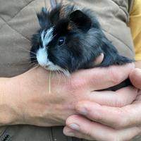 Cuccioli e adulti dí porcellini d india