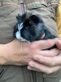 Cuccioli e adulti dí porcellini d india