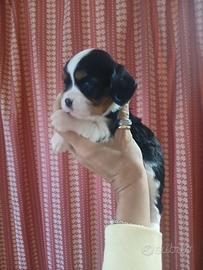 Disponibili cuccioli cavalier king