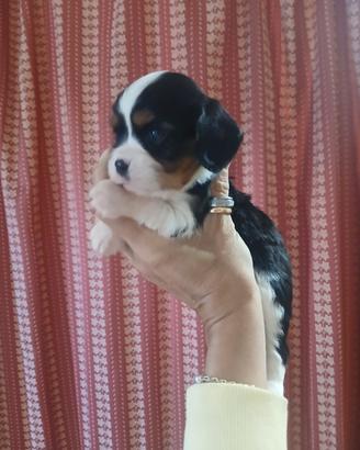 Disponibili cuccioli cavalier king