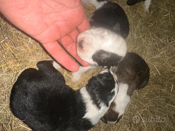 Bovaro del bernese mix