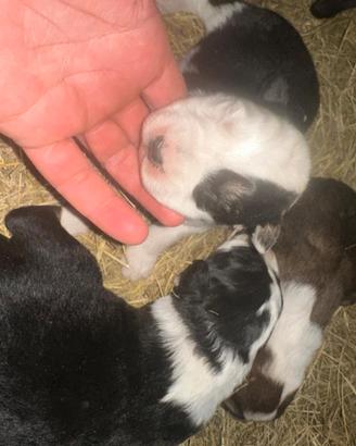 Bovaro del bernese mix