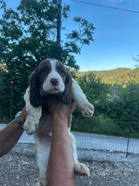 Cucciolo di springer spaniel