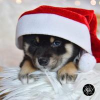 Shiba inu