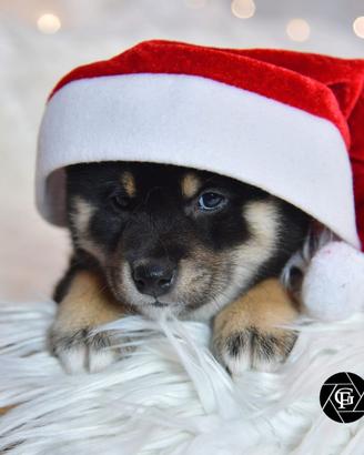 Shiba inu
