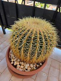 echinocactus cuscino della suocera