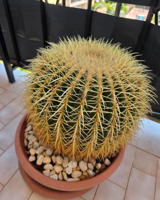 echinocactus cuscino della suocera
