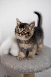 Gattini scottish fold