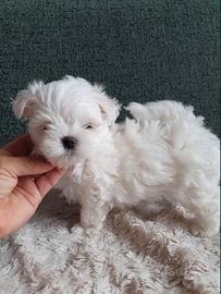 Cuccioli maltese mini toy