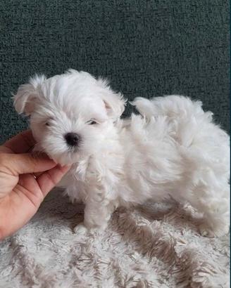 Cuccioli maltese mini toy