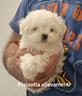 maltese