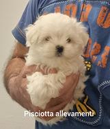 Maltese