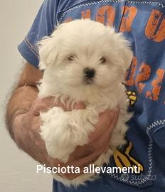 Maltese