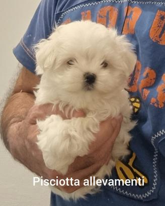 Maltese
