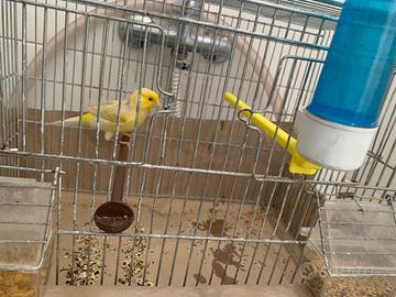 Canarino maschio anellato 2025